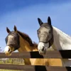 Absorbine UltraShield Fly Mask - avec et sans Oreilles - Masque Anti-Insectes