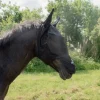Cheval Energy Masque Anti Mouche Avec Noseband