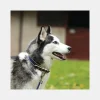 Collier Chien Horseware Amigo Dog Collar