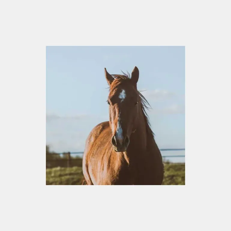 Coproscopie Cheval